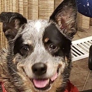 Meet your Posher, Bill